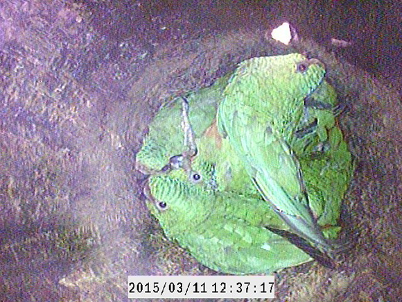 Austral Parakeet nestlings in a natural cavity on Navarino Island, Chile, March 2015. Photo by Amy Wynia