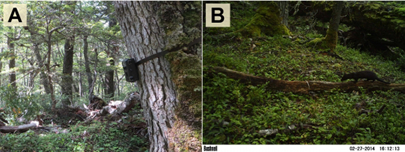 Ramiro setting up a camera trap for monitoring American mink in the forest on Navarino Island camera