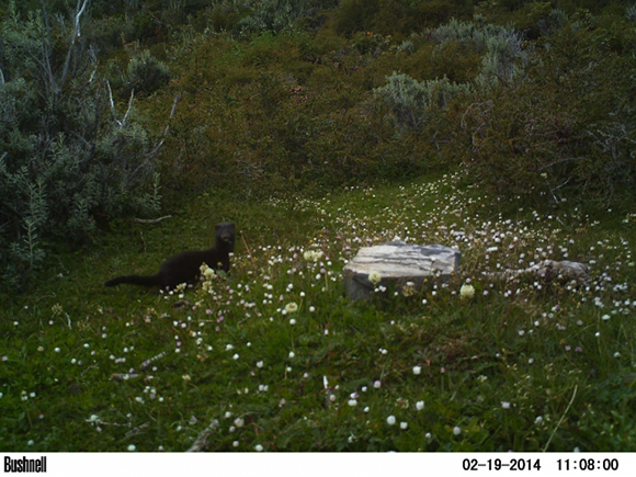 An American mink caputured by a camera trap in the field at Omora Park