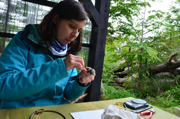 Rocio Jara banding and measuring a small forest bird