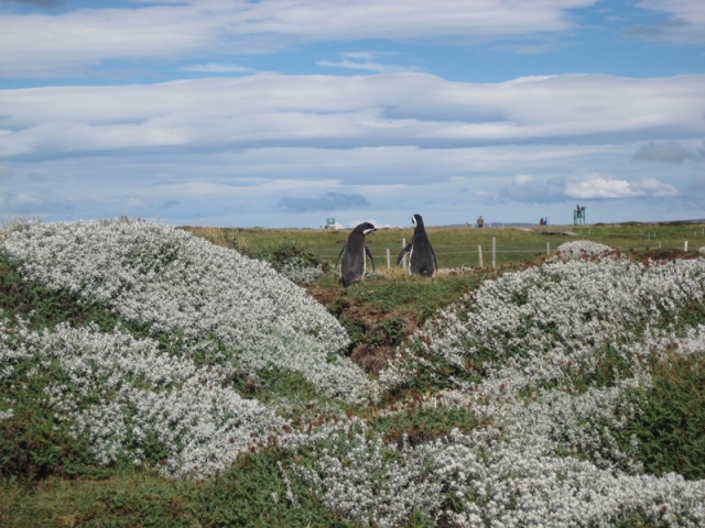Magallanes Penguinos of Otway Sound. (Photo by Alexandria Poole, Chile-UNT Archive) Magallanes Penguinos of Otway Sound. (Photo by Alexandria Poole, Chile-UNT Archive)