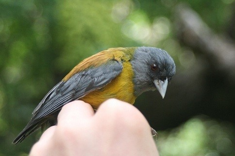 the Patagonian Sierra-Finch (Phrygilus patagonicus)
