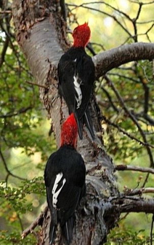 Figure 2. Male Magellanic Woodpeckers (Campephilus magellanicus) on Navarino Island, Chile. Photo by J. Jiménez