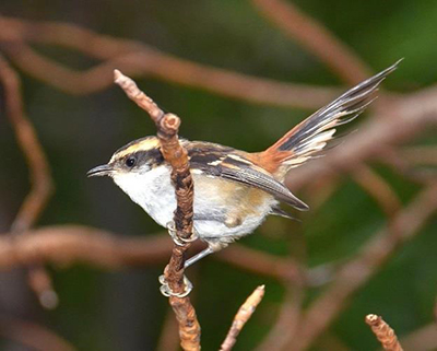Figure 3. Thorn-tailed Rayadito (Aphrastura spinicauda). Photo by J. Jiménez