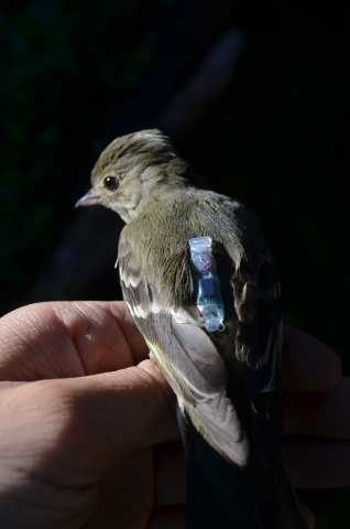An Adul White-crested Elaenia bearing a light-level geolocator An adult White-crested Elaenia bearing a light-level geolocator.