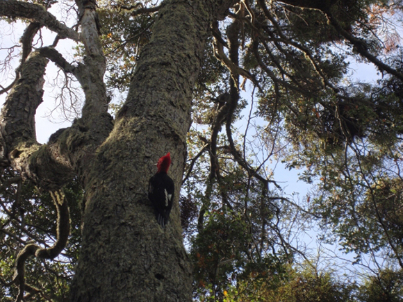 Male Magellanic Woodpecker on Navarino Island, Chile, January 2015. Photo by Amy Wynia
